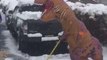 Tiny Arms Don't Stop 'T-Rex' From Digging Up a Storm During Nor'easter
