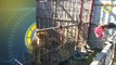 In 60 Seconds: Starving Animals In Mosul's Zoo Received Food