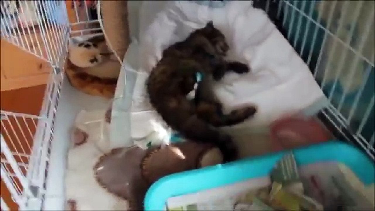 Шокирующее видео из приюта для животных. У этих животных практически нет шансов обрести дом и семью.