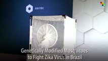 Genetically Modified Mosquitoes to Fight Zika Virus in Brazil