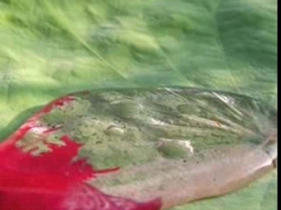 Waterlily