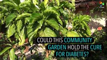 Could This Community Garden Hold the Cure for Diabetes?