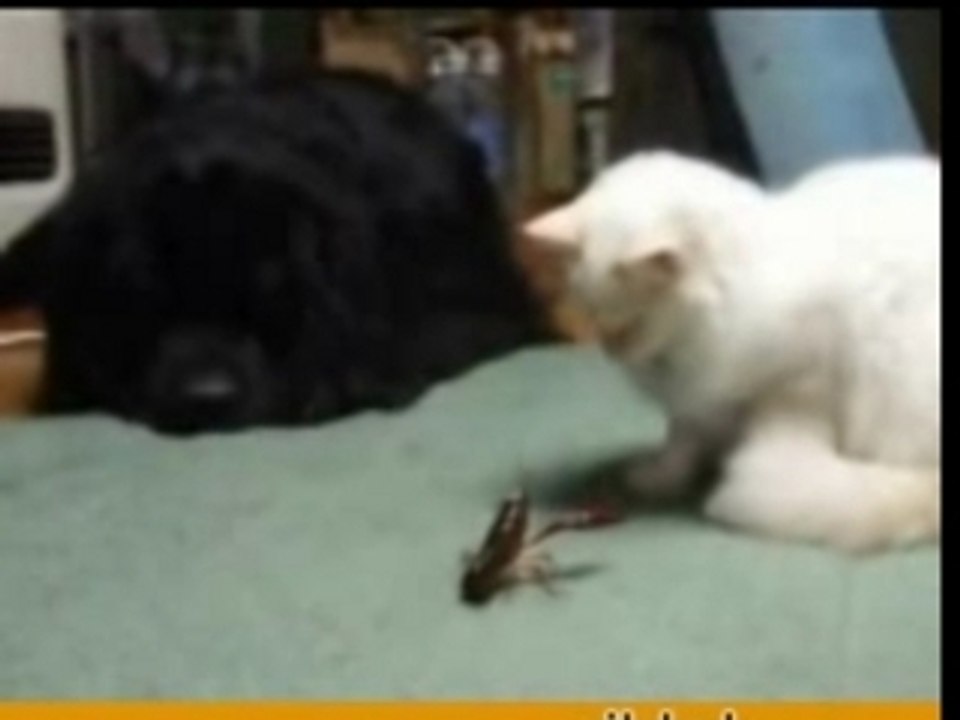Cat vs Crab