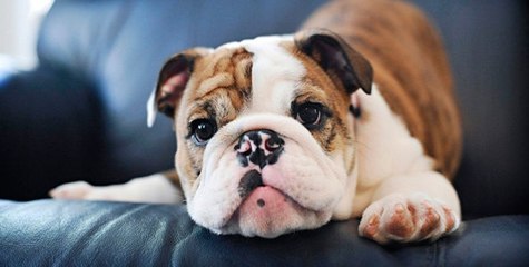 Cutest Relationship French Bulldog And Baby Videos Compilation