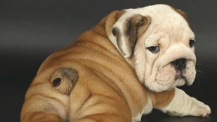 Roomba attacks English Bulldog! WARNING extreme laziness