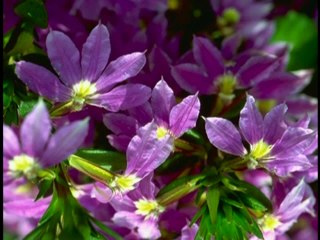 Baby Einstein Language Nursery Part 2