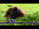 Video Orangutan yang Sedang Merokok Viral di Media Sosial - NET12
