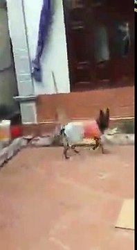 CĐM thích thú với chú chó thông minh có thể làm mọi thứ theo yêu cầu của chủ p2