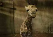 Perth Zoo Welcomes First Giraffe Calf in 6 Years