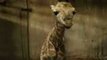 Perth Zoo Welcomes First Giraffe Calf in 6 Years