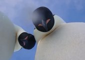 'Is This Thing On?' Curious Emperor Penguins Pose for Selfies in Antarctica