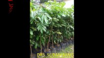 0813287-20280, Petani Pohon Kelengkeng Super Unggul