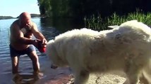 Bain : cet énorme chien refuse de rentrer dans le lac !