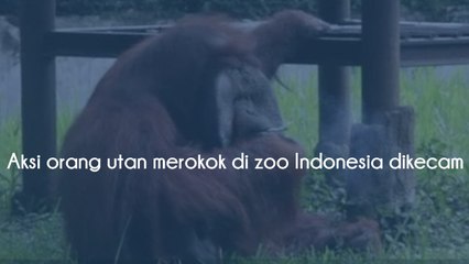 Orang utan Indonesia merokok dalam zoo