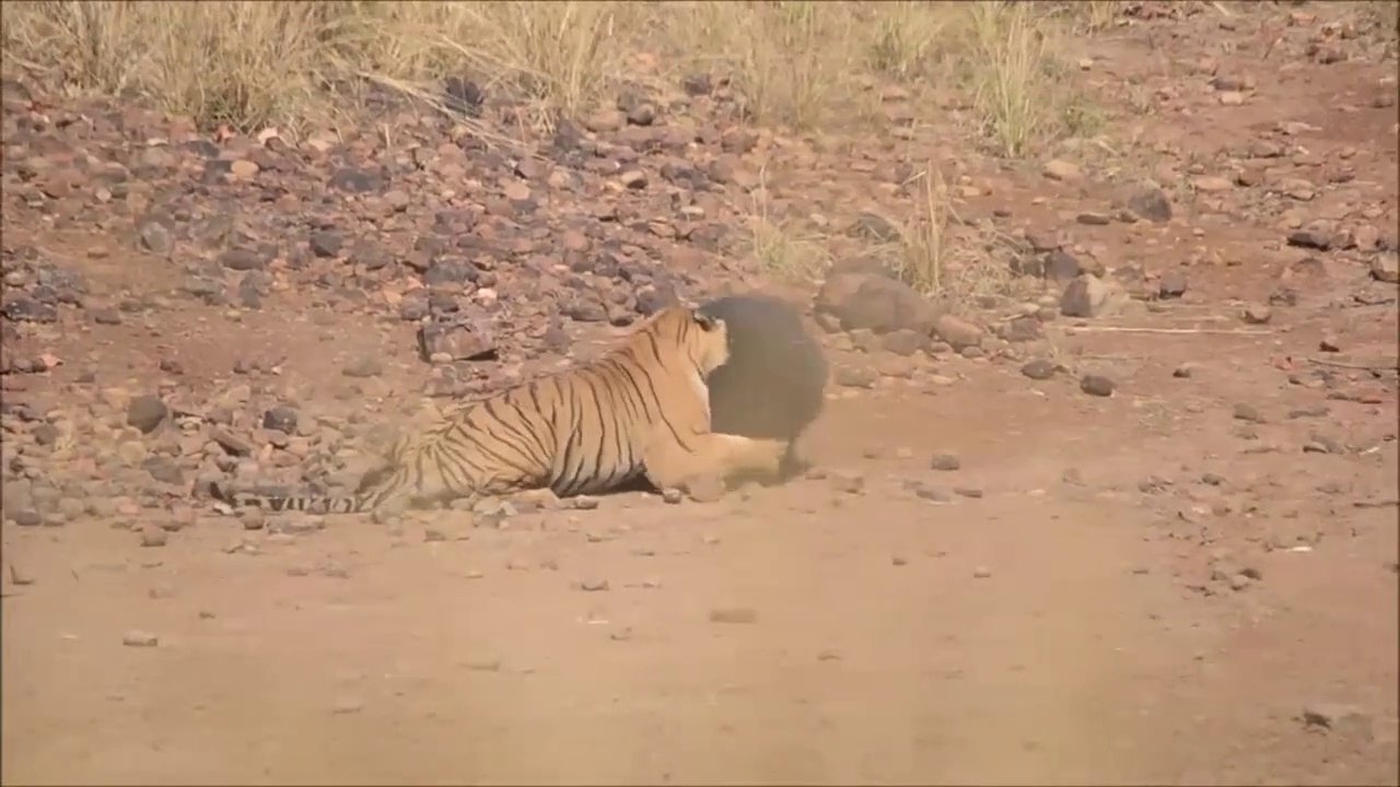 Un tigre attaque un ours qui ne se laisse pas faire.