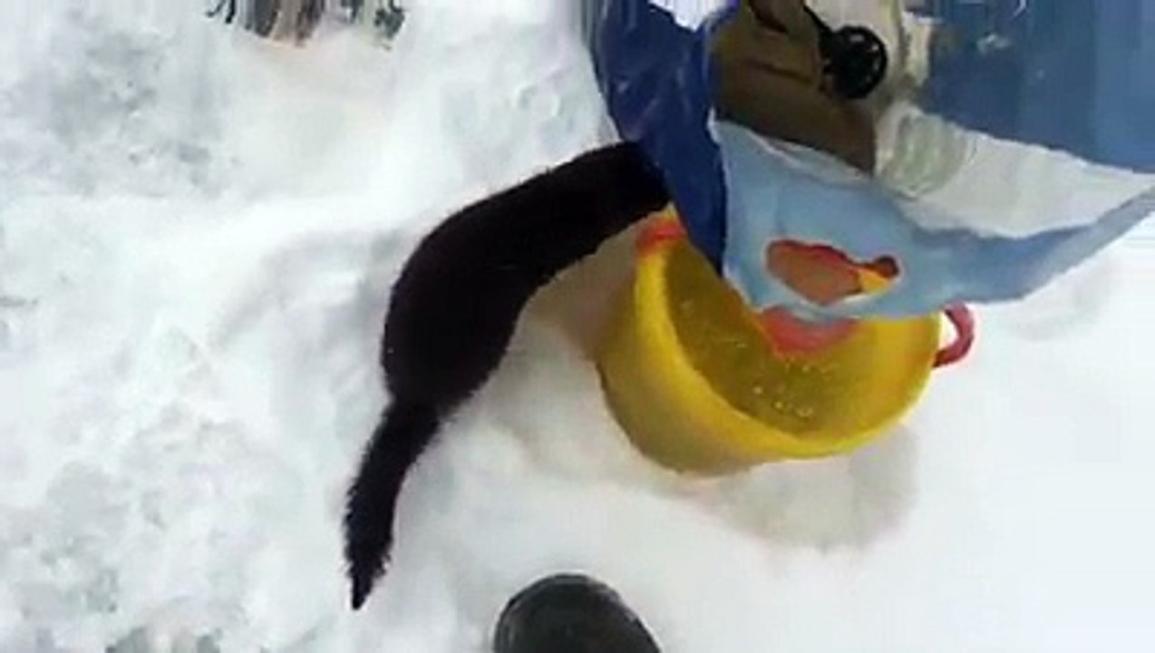 Une loutre vient se servir dans le seau d'un pêcheur