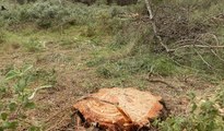 Foça Ilıpınar'daki ağaç kesimlerine çevrecilerden büyük tepki