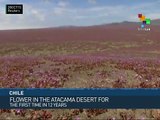 Chile: Atacama Desert in Bloom