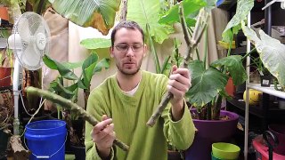 Planting Plumeria Cuttings - Frangipani