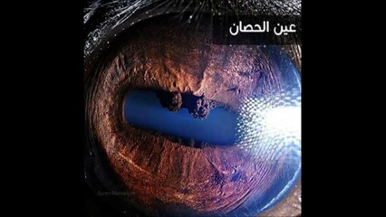 جمال عيون الحيوانات سبحان الله لم تراها من قبل !!!!