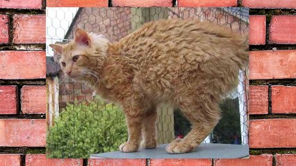 10 Adorable Breeds Of House Cats