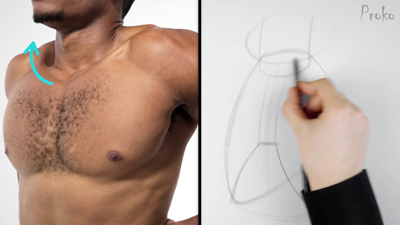 How to Draw the Shoulder Bones