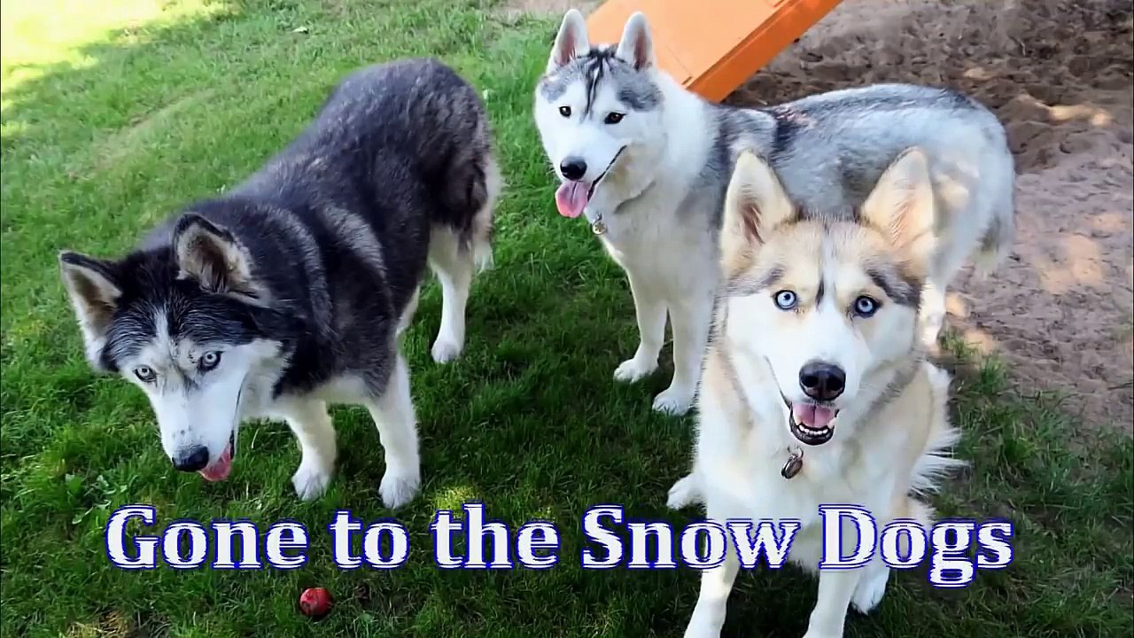 ARE SIBERIAN HUSKIES VICIOUS Fan Friday 236 video Dailymotion