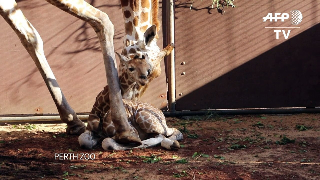 A nova atração do zoológico de Perth