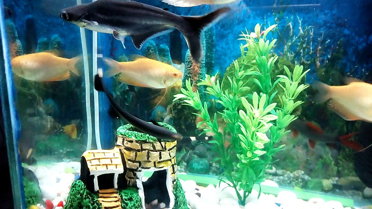 How to feed your fish tutorial
