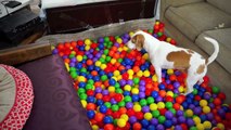 Best Dog Birthday Surprise_ DIY Ball Pit for Maymo