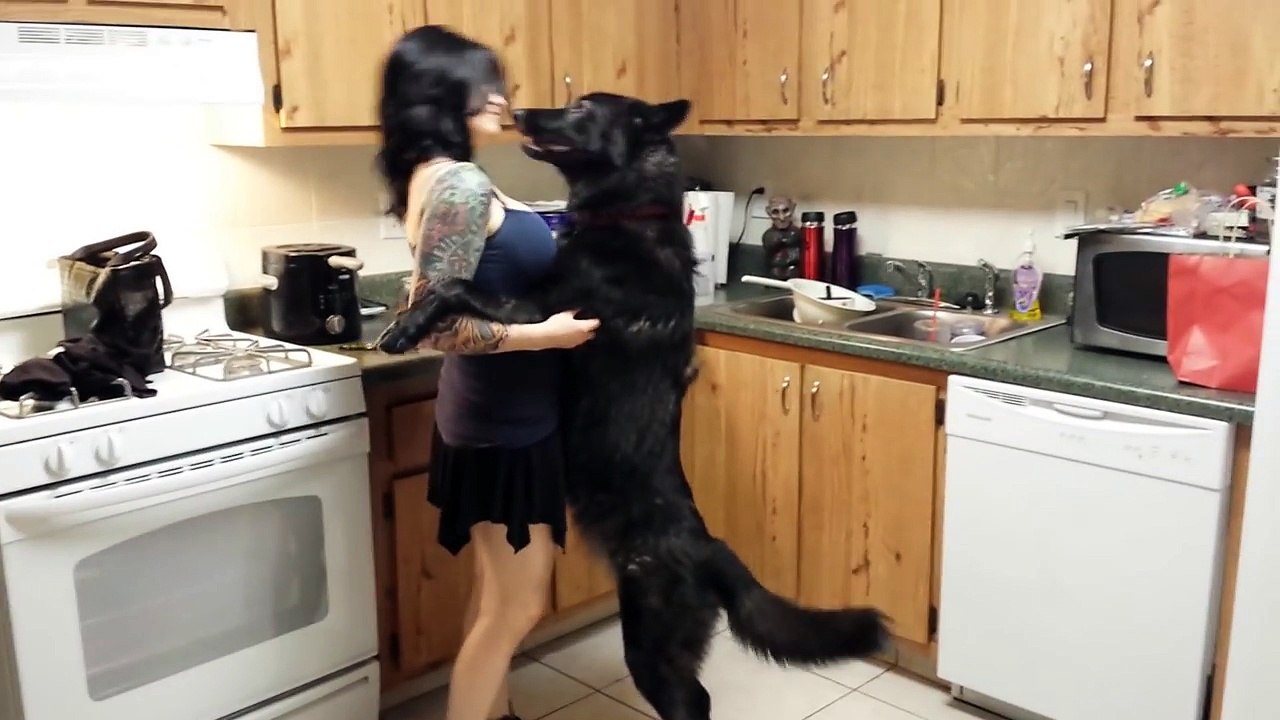 Köpekten Güzel Performans