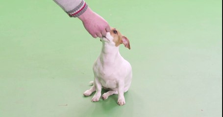 Chromakey Dog Sitting Puppy Looking Watching