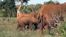 Elephant Giving Birth Lion and Crocodile try to steal Newborn Baby Elephant Anim