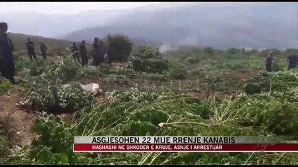 Download Video: Asgjësohen 22 mijë rrënje kanabis - News, Lajme - Vizion Plus