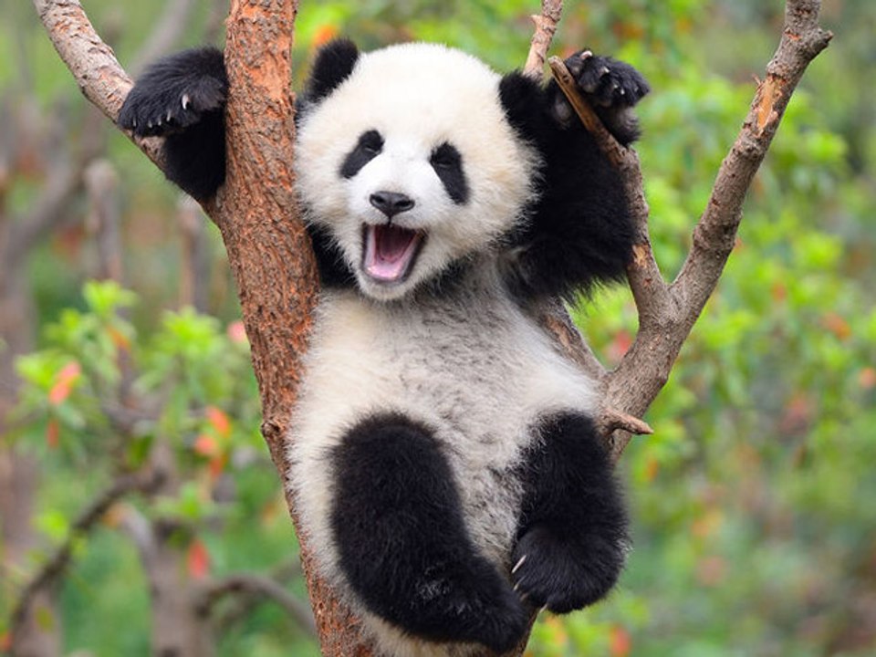 [Nyûsu Show] Le Panda