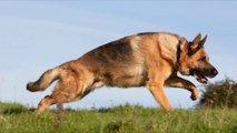 German Shepherd vs Alsatian - Difference Explained