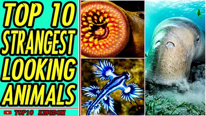 TOP 10 Strangest Looking Animals
