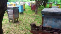 Как узнать есть ли медосбор (Несут ли пчелы нектар в ульи)