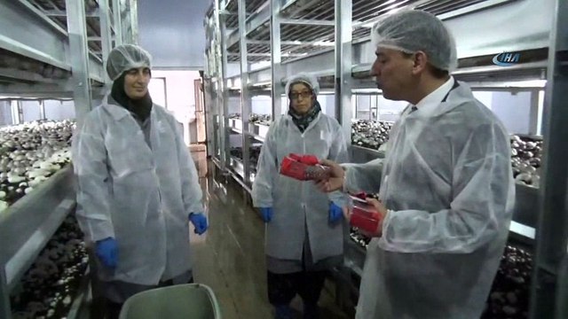 Girişimci üniversite öğrencisi kendi mantar tesisini kurdu