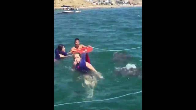 Elle se prend une énorme baffe d'une tortue en colère...