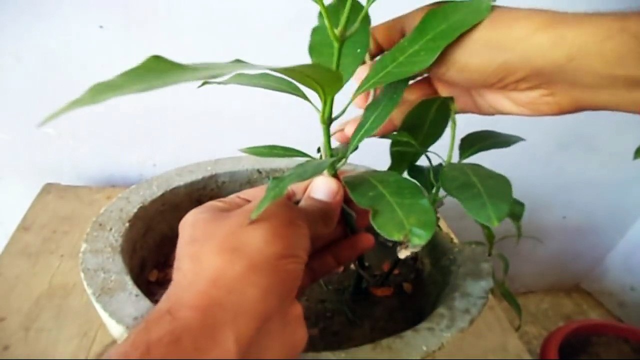 How to Grow Mango Bonsai From Seed - Part 2 | Wiring | Bonsai tips & Care // Mammal Bonsai
