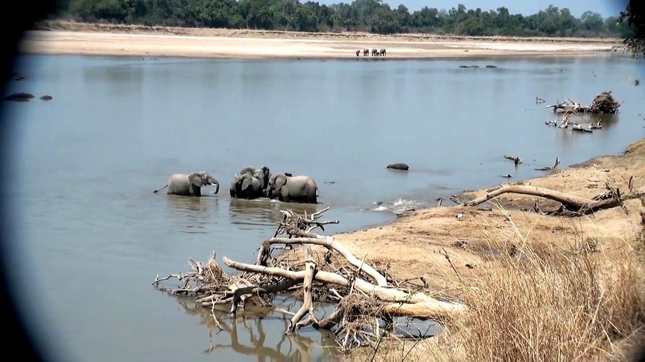 Matriarch Elephants Protect Baby Elephant from Crocodile Attack