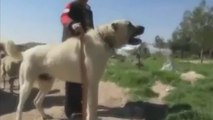 Is the Kangal dog Turkish or Kurdish?