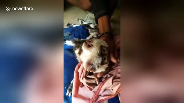 Strange newborn goat has 2 faces