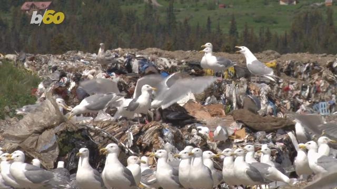 This Is How To Make Your Garbage Not Smell
