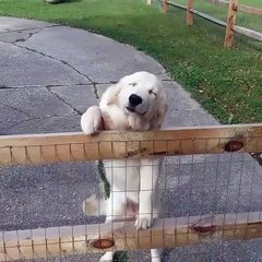 Golden Retriever Squints with Happiness