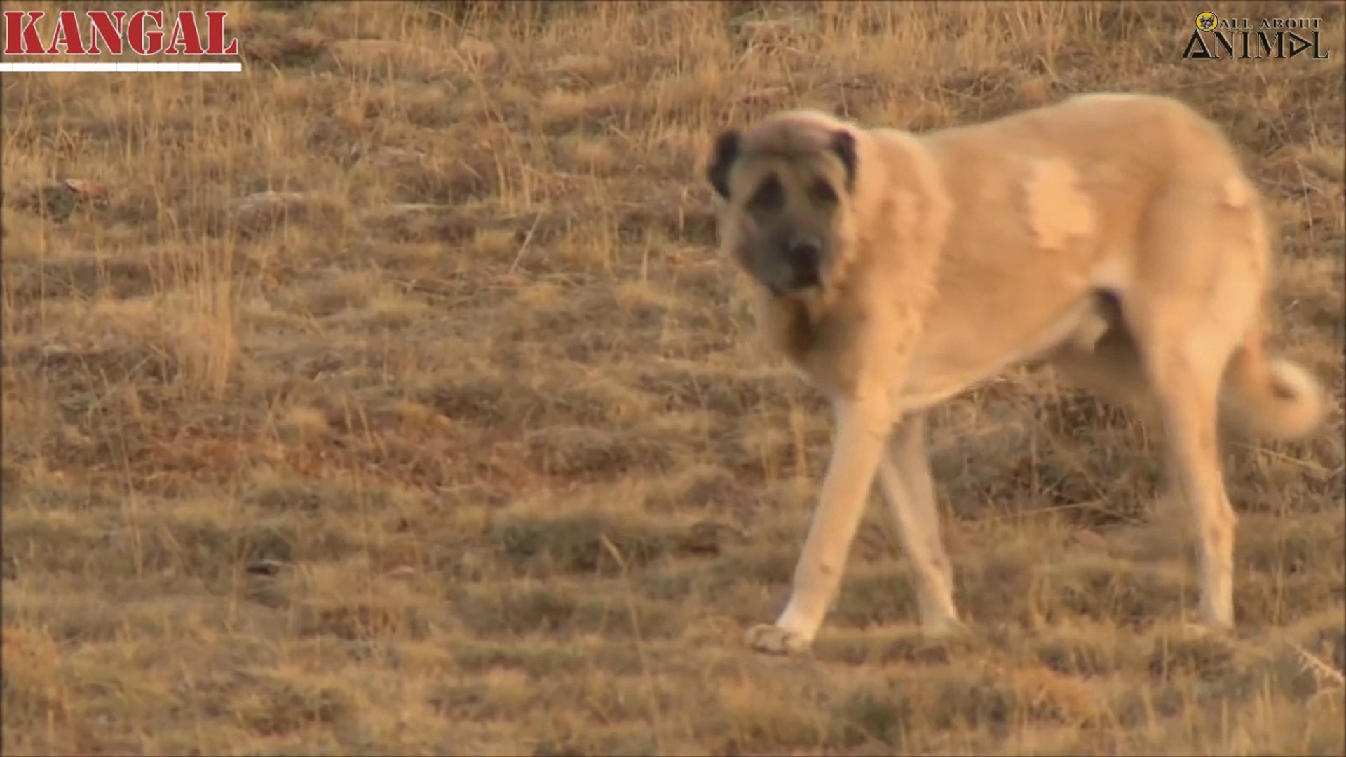 Best Extreme Dogs That Protect You From Spotted Hyena Video Dailymotion