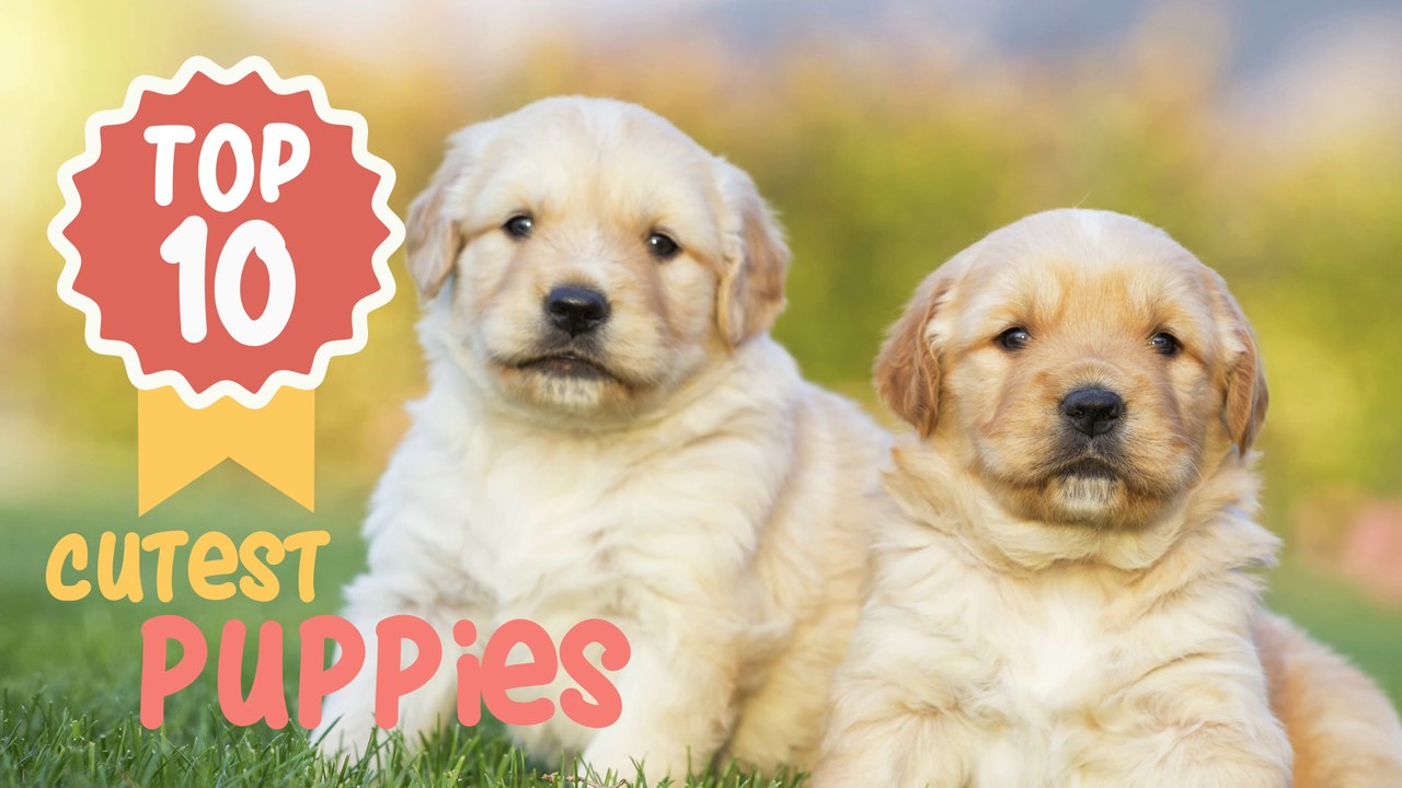 Top 10 Cutest Puppies