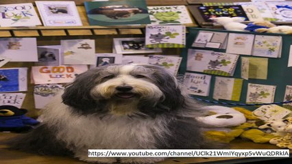 Crufts 2018: Taking its bow wow at Crufts –  the world’s biggest dog