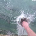 Il se fait avaler la main en nourrissant un énorme poisson tarpon... Experience incroyable